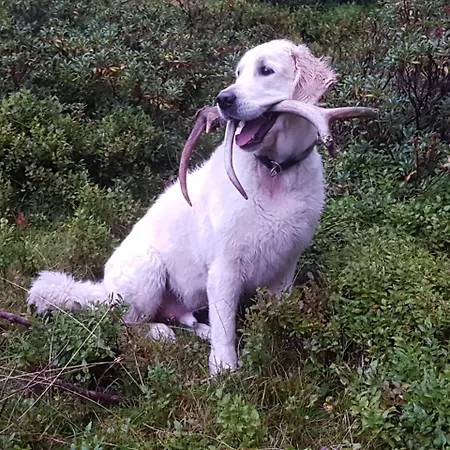 Neuwirth Huette 度假居 Gnesau